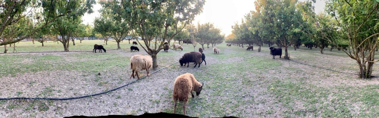 Agriturismo San Michele San Michele  Εξωτερικό φωτογραφία