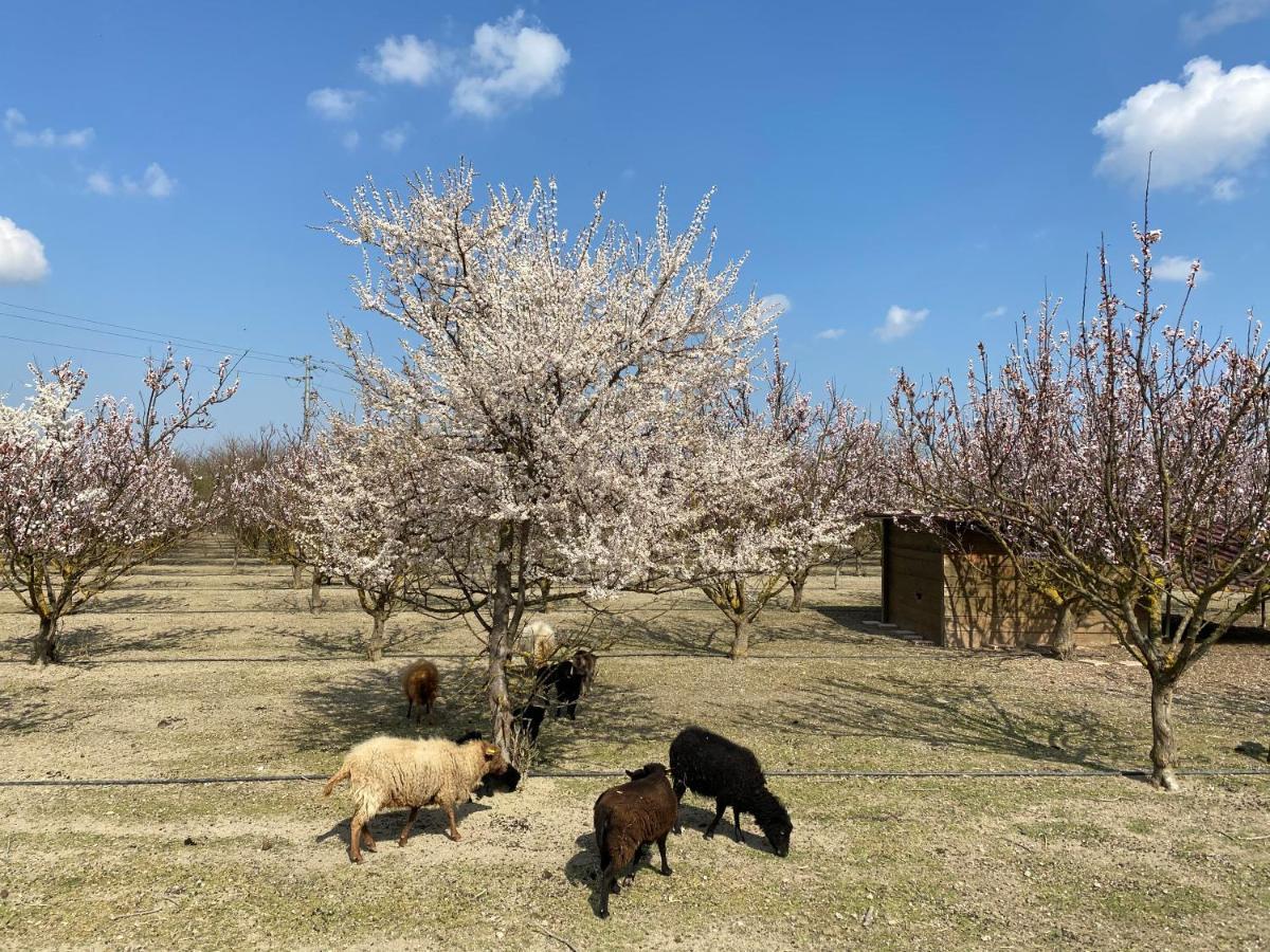 Agriturismo San Michele San Michele  Εξωτερικό φωτογραφία